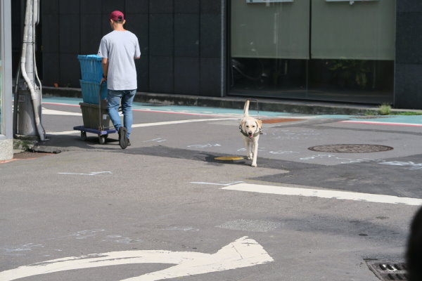 路上僅有一隻導盲犬